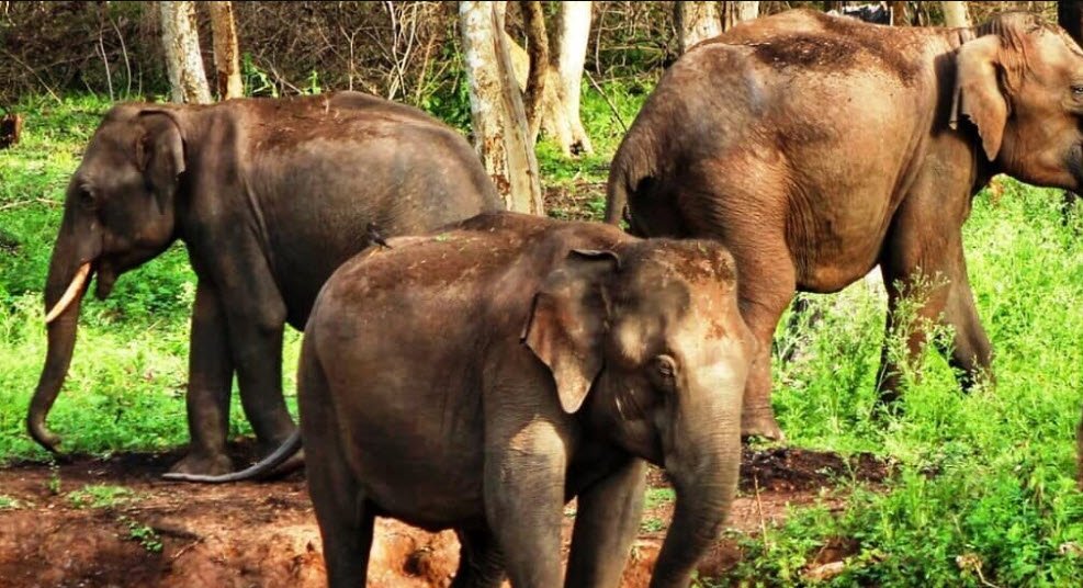 Bandipur National Park, Chamarajanagar, Karnataka - Vushii.com